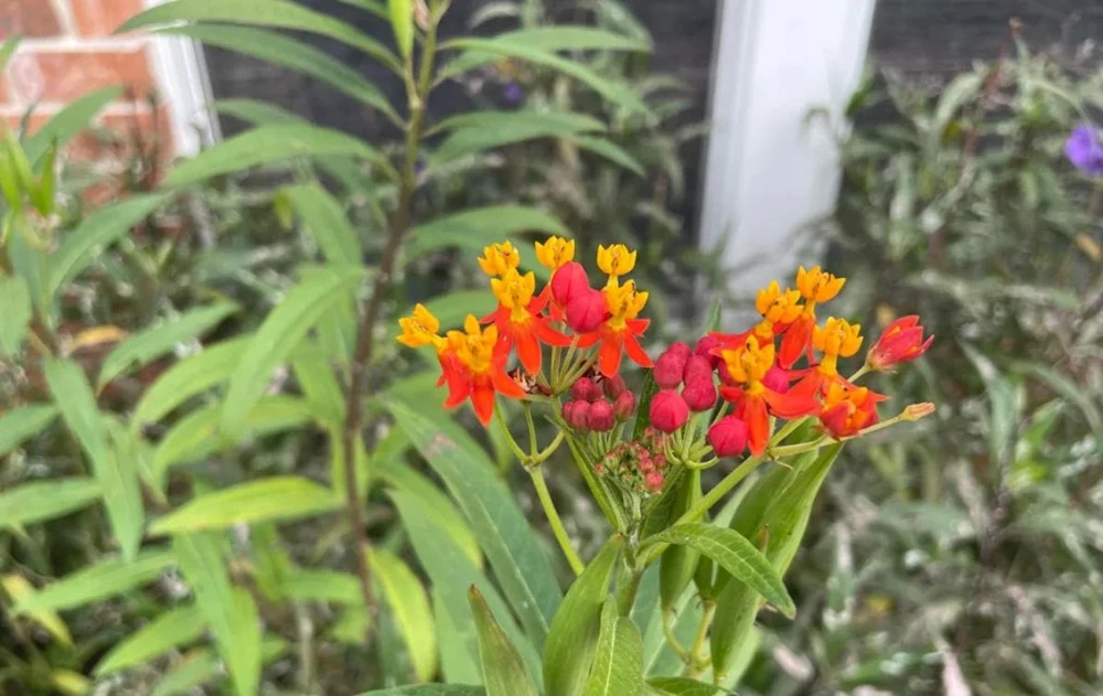 Tropical Milkweed Live Plant – 4 inch Pot – Orange Yellow Flowers - Image 3