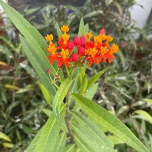 Tropical Milkweed Live Plant – 4 inch Pot – Orange Yellow Flowers - Image 4