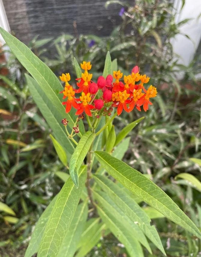 Tropical Milkweed Live Plant – 4 inch Pot – Orange Yellow Flowers - Image 4