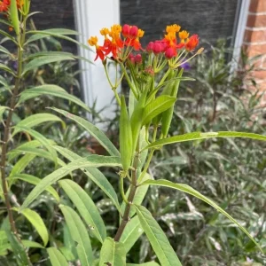 Tropical Milkweed Live Plant – 4 inch Pot – Orange Yellow Flowers - Image 5