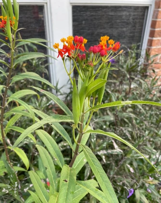 Tropical Milkweed Live Plant – 4 inch Pot – Orange Yellow Flowers - Image 5