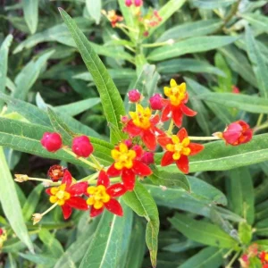 Tropical Milkweed Live Plant – 4 inch Pot – Orange Yellow Flowers - Image 6