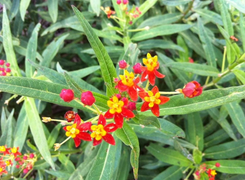 Tropical Milkweed Live Plant – 4 inch Pot – Orange Yellow Flowers - Image 6