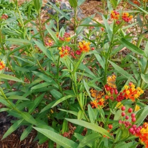 Tropical Milkweed Live Plant – 4 inch Pot – Orange Yellow Flowers - Image 7