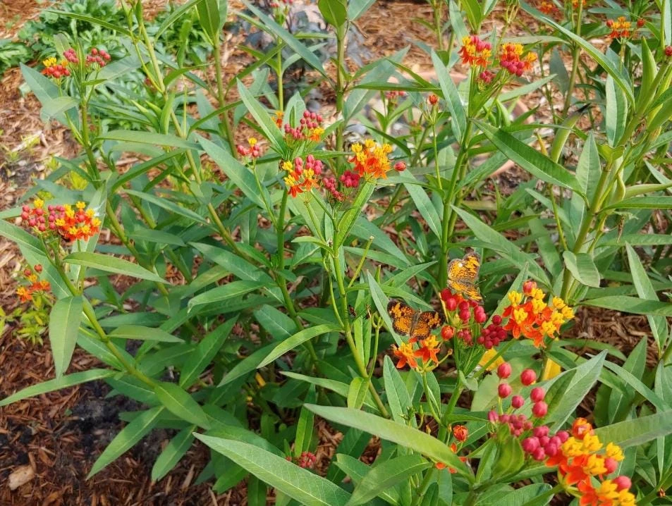 Tropical Milkweed Live Plant – 4 inch Pot – Orange Yellow Flowers - Image 7