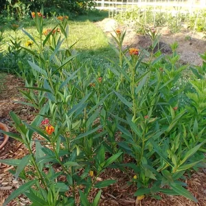 Tropical Milkweed Live Plant – 4 inch Pot – Orange Yellow Flowers - Image 8