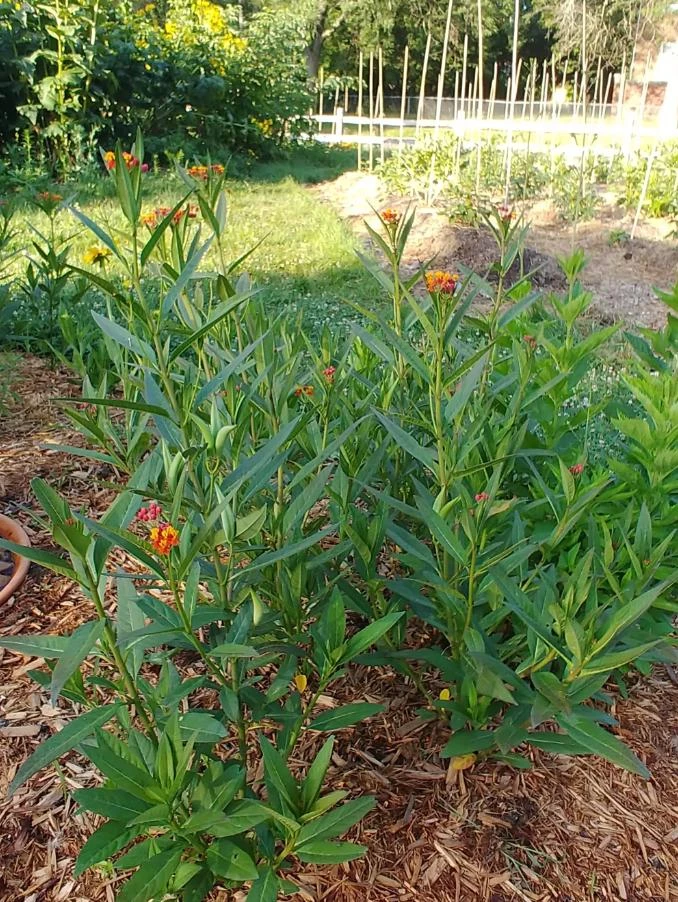 Tropical Milkweed Live Plant – 4 inch Pot – Orange Yellow Flowers - Image 8