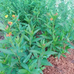 Tropical Milkweed Live Plant – 4 inch Pot – Orange Yellow Flowers - Image 9