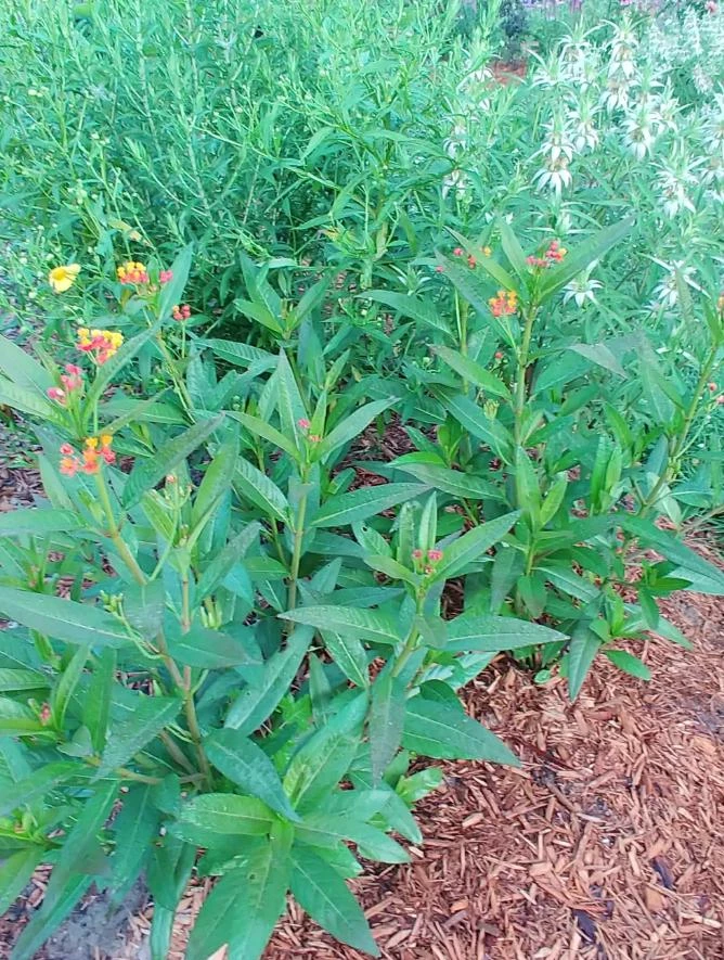 Tropical Milkweed Live Plant – 4 inch Pot – Orange Yellow Flowers - Image 9