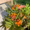 Tropical Milkweed Live Plant – 4 inch Pot – Orange Yellow Flowers - Image 1