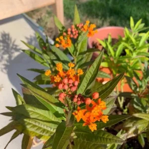 Tropical Milkweed Live Plant – 4 inch Pot – Orange Yellow Flowers - Image 1
