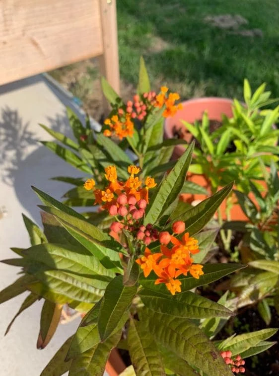 Tropical Milkweed Live Plant – 4 inch Pot – Orange Yellow Flowers - Image 1