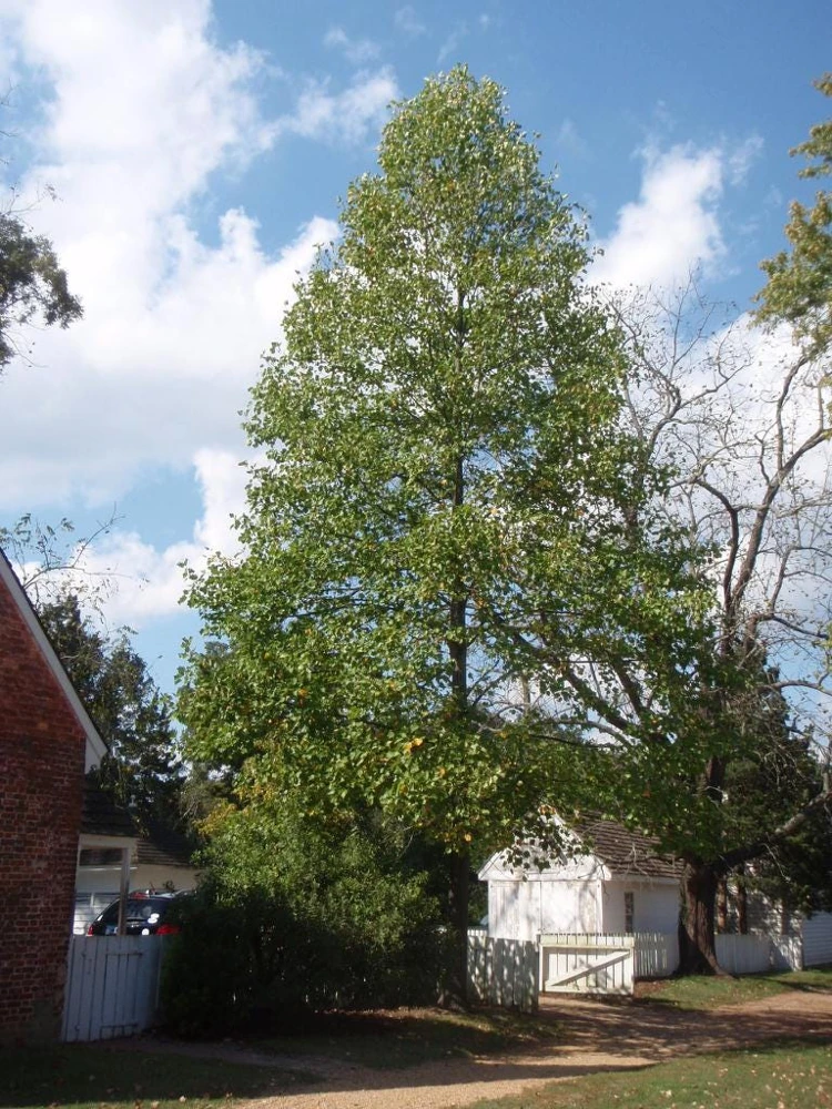 Tulip Poplar Live Plant - 12-18 inch tall - Grown in 3.5 inch Pot - Outdoor Tree - Image 2