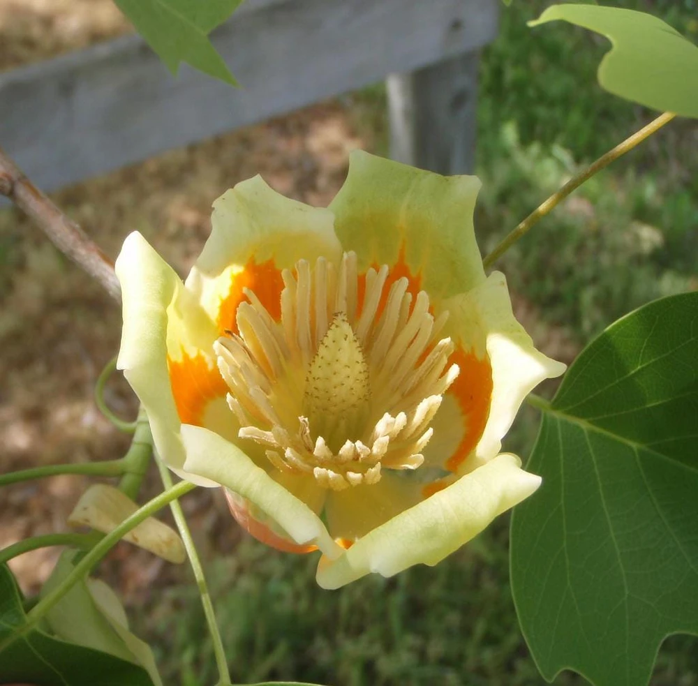 Tulip Poplar Live Plant - 12-18 inch tall - Grown in 3.5 inch Pot - Outdoor Tree - Image 1