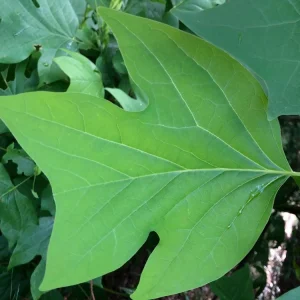 Tulip Poplar Live Plant - 12-18 inch tall - Grown in 3.5 inch Pot - Outdoor Tree - Image 3