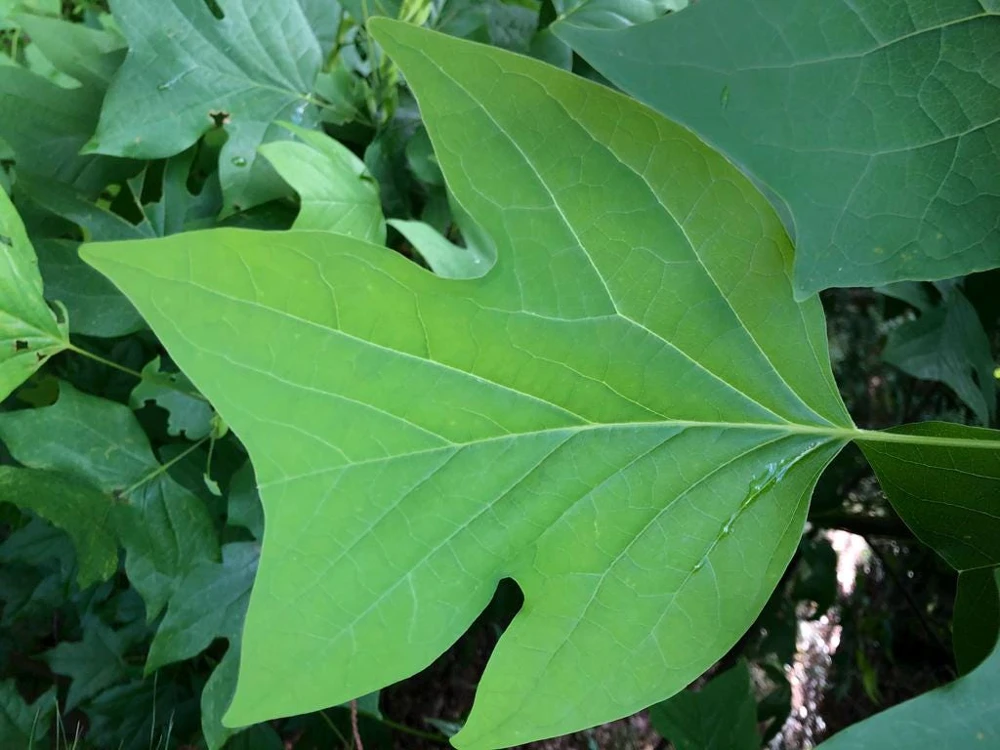 Tulip Poplar Live Plant - 12-18 inch tall - Grown in 3.5 inch Pot - Outdoor Tree - Image 3