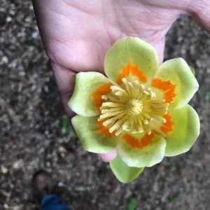 Tulip Poplar Live Plant - 12-18 inch tall - Grown in 3.5 inch Pot - Outdoor Tree - Image 4