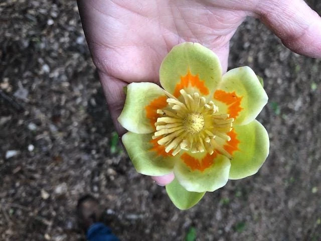 Tulip Poplar Live Plant - 12-18 inch tall - Grown in 3.5 inch Pot - Outdoor Tree - Image 4