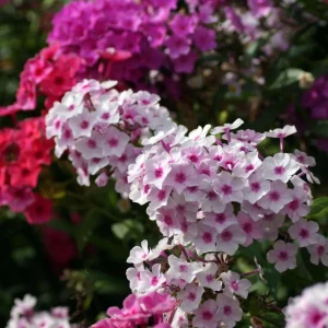 Upright Phlox Live Plant - Random Color Mix - 3-6