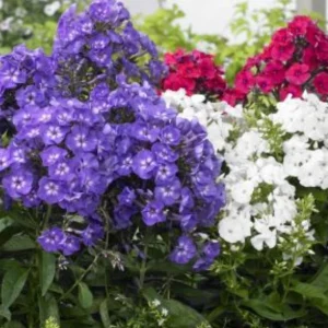 Upright Phlox Live Plant - Random Color Mix - 3-6