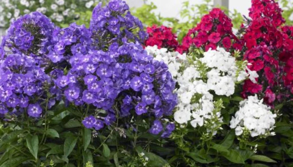 Upright Phlox Live Plant - Random Color Mix - 3-6" Tall - Outdoor Flower - Image 3