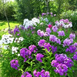 Upright Phlox Live Plant - Random Color Mix - 3-6" Tall - Outdoor Flower - Image 1