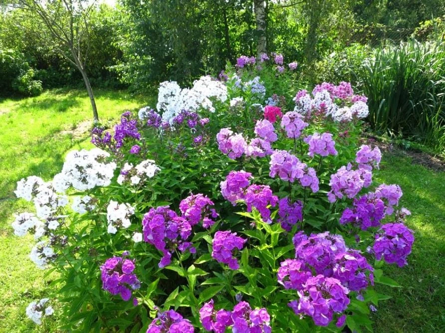 Upright Phlox Live Plant - Random Color Mix - 3-6" Tall - Outdoor Flower - Image 1