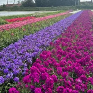 Upright Phlox Live Plant - Random Color Mix - 3-6