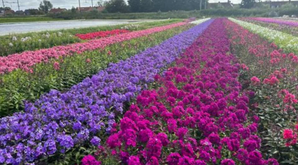 Upright Phlox Live Plant - Random Color Mix - 3-6" Tall - Outdoor Flower - Image 4