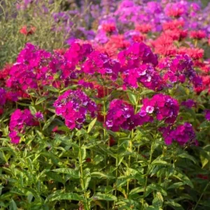Upright Phlox Live Plant - Random Color Mix - 3-6