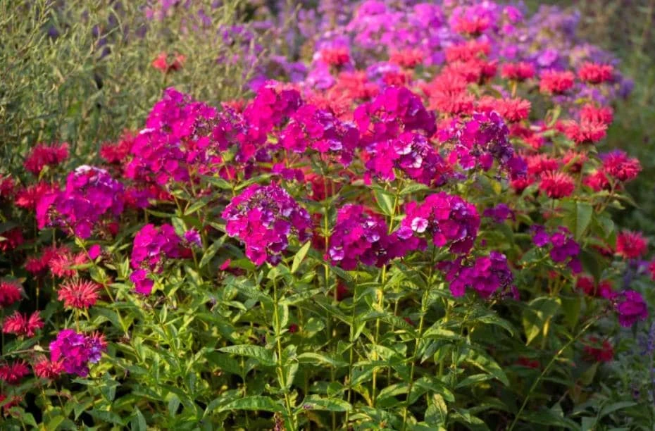 Upright Phlox Live Plant - Random Color Mix - 3-6" Tall - Outdoor Flower - Image 5