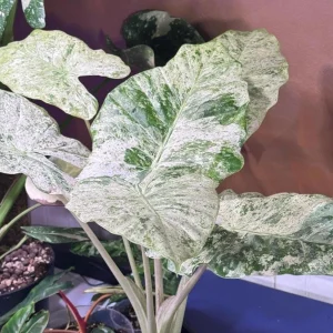 Variegated Alocasia Blizzard Live Plant - Rare Indoor Aroid - 3-6