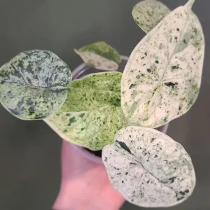 Variegated Alocasia Blizzard Live Plant - Rare Indoor Aroid - 3-6