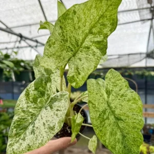 Variegated Alocasia Blizzard Live Plant - Rare Indoor Aroid - 3-6