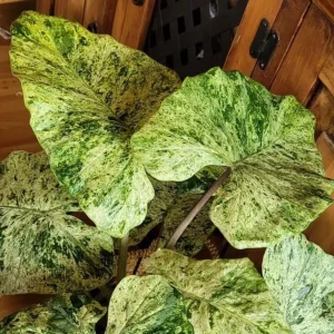 Variegated Alocasia Blizzard Live Plant - Rare Indoor Aroid - 3-6