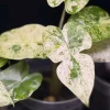 Variegated Alocasia Blizzard Live Plant - Rare Indoor Aroid - 3-6" Tall - Potted Houseplant - Image 1