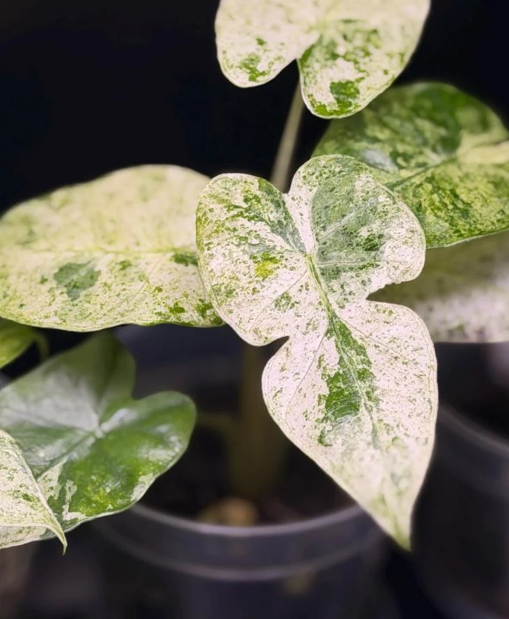 Variegated Alocasia Blizzard Live Plant - Rare Indoor Aroid - 3-6" Tall - Potted Houseplant - Image 1