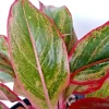 Variegated Red Aglaonema Chinese Evergreen Live Plant - Rooted Tropical Houseplant - Image 1