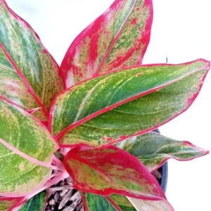 Variegated Red Aglaonema Chinese Evergreen Live Plant - Rooted Tropical Houseplant - Image 2