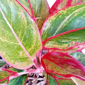 Variegated Red Aglaonema Chinese Evergreen Live Plant - Rooted Tropical Houseplant - Image 3