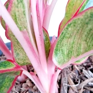 Variegated Red Aglaonema Chinese Evergreen Live Plant - Rooted Tropical Houseplant - Image 4