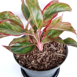 Variegated Red Aglaonema Chinese Evergreen Live Plant - Rooted Tropical Houseplant - Image 5