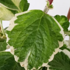 Variegated Swedish Ivy Live Plant - Plectranthus Coleoides - Rooted Starter - Image 2