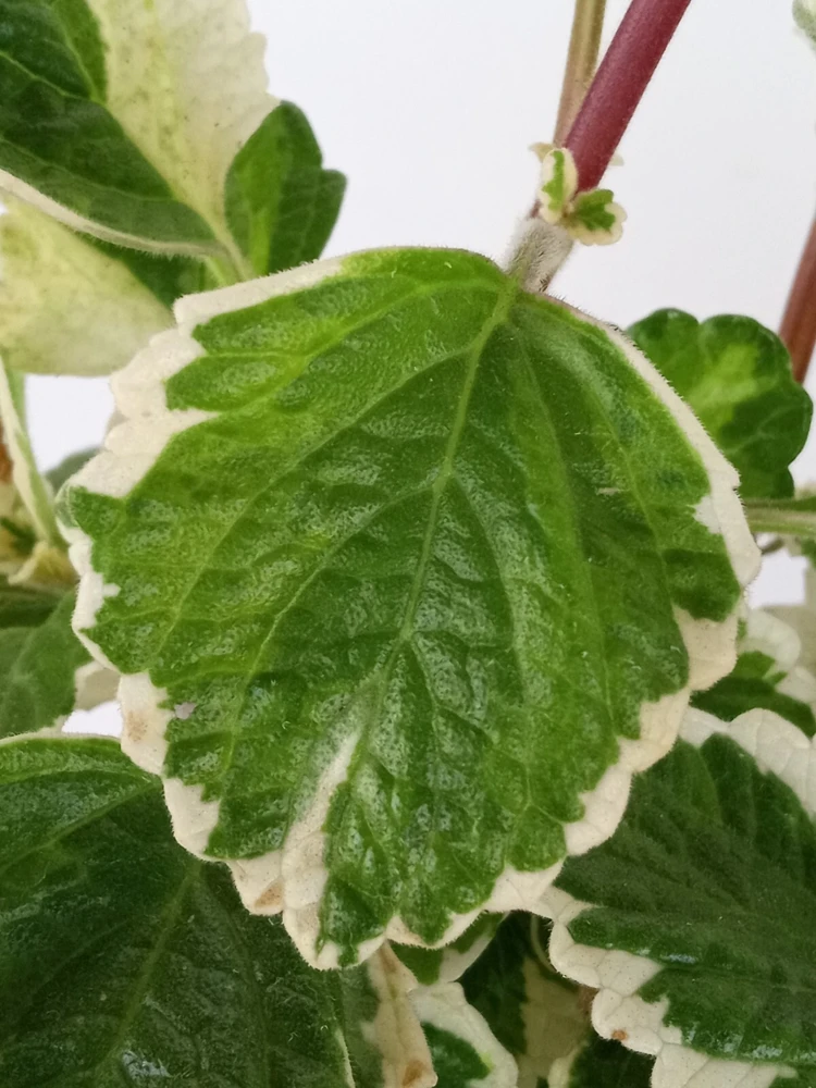 Variegated Swedish Ivy Live Plant - Plectranthus Coleoides - Rooted Starter - Image 2