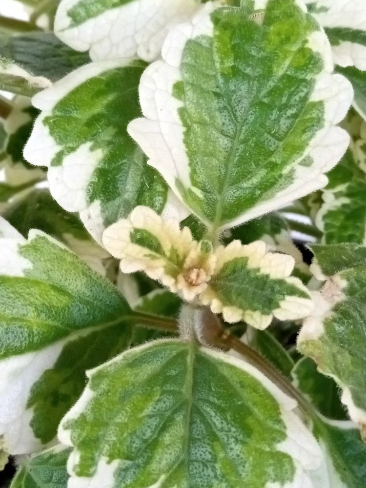 Variegated Swedish Ivy Live Plant - Plectranthus Coleoides - Rooted Starter - Image 1