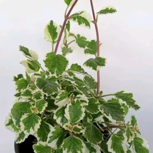 Variegated Swedish Ivy Live Plant - Plectranthus Coleoides - Rooted Starter - Image 3