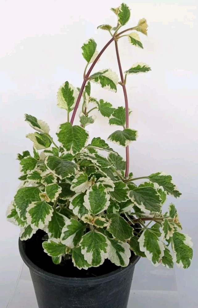 Variegated Swedish Ivy Live Plant - Plectranthus Coleoides - Rooted Starter - Image 3