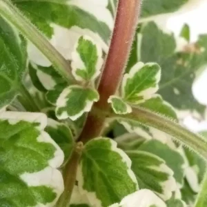 Variegated Swedish Ivy Live Plant - Plectranthus Coleoides - Rooted Starter - Image 4