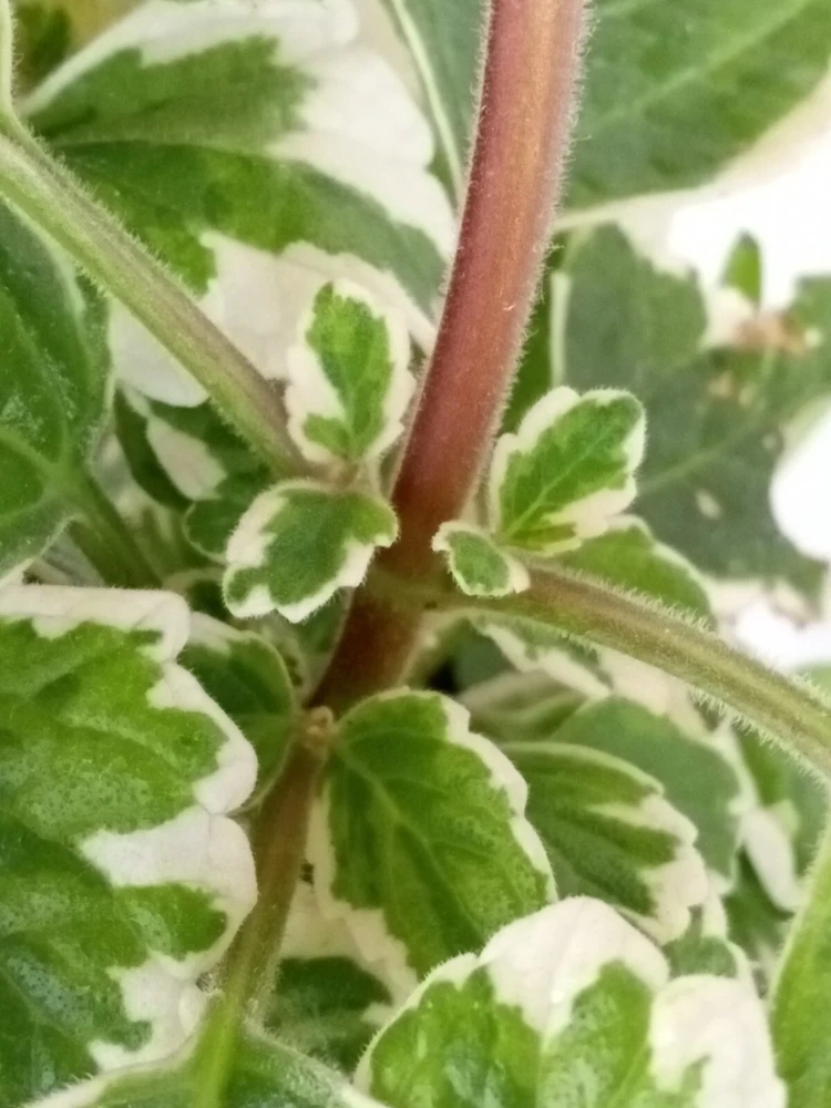 Variegated Swedish Ivy Live Plant - Plectranthus Coleoides - Rooted Starter - Image 4