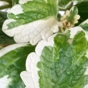 Variegated Swedish Ivy Live Plant - Plectranthus Coleoides - Rooted Starter - Image 5